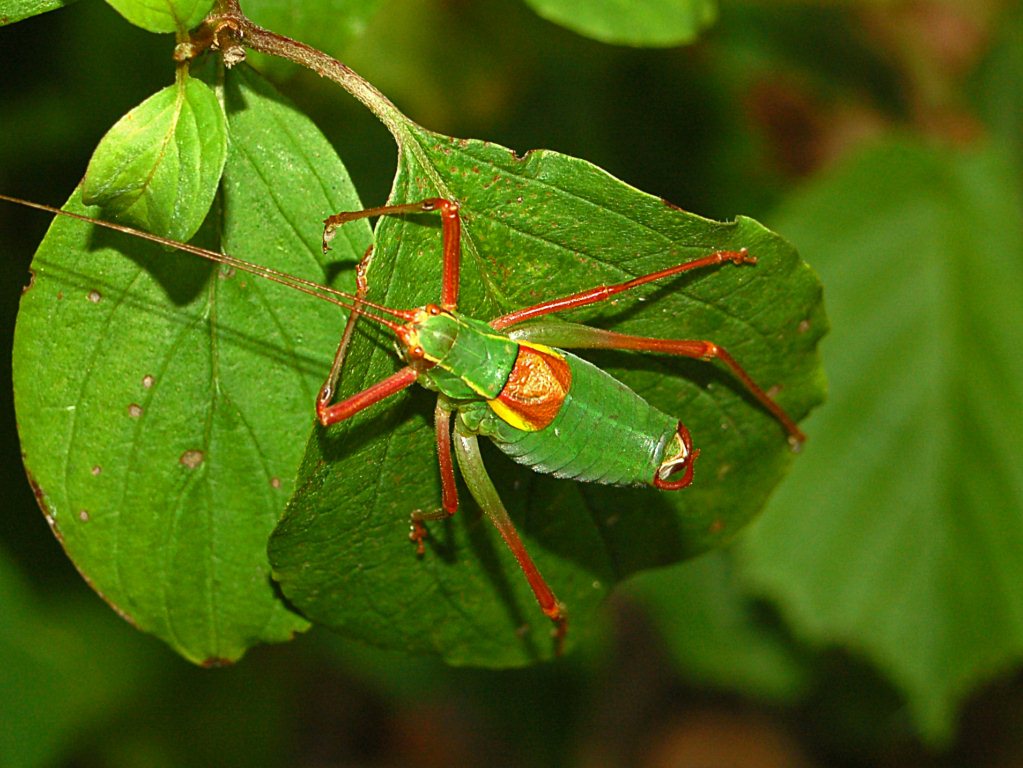 Un bell''ortottero rosso e verde da determinare